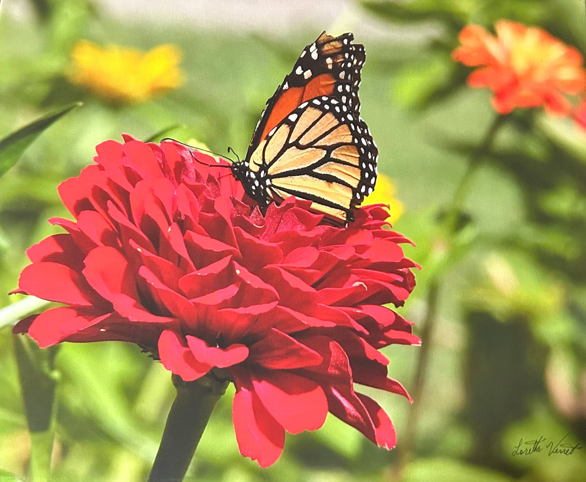 Monarch butterfly on red flower