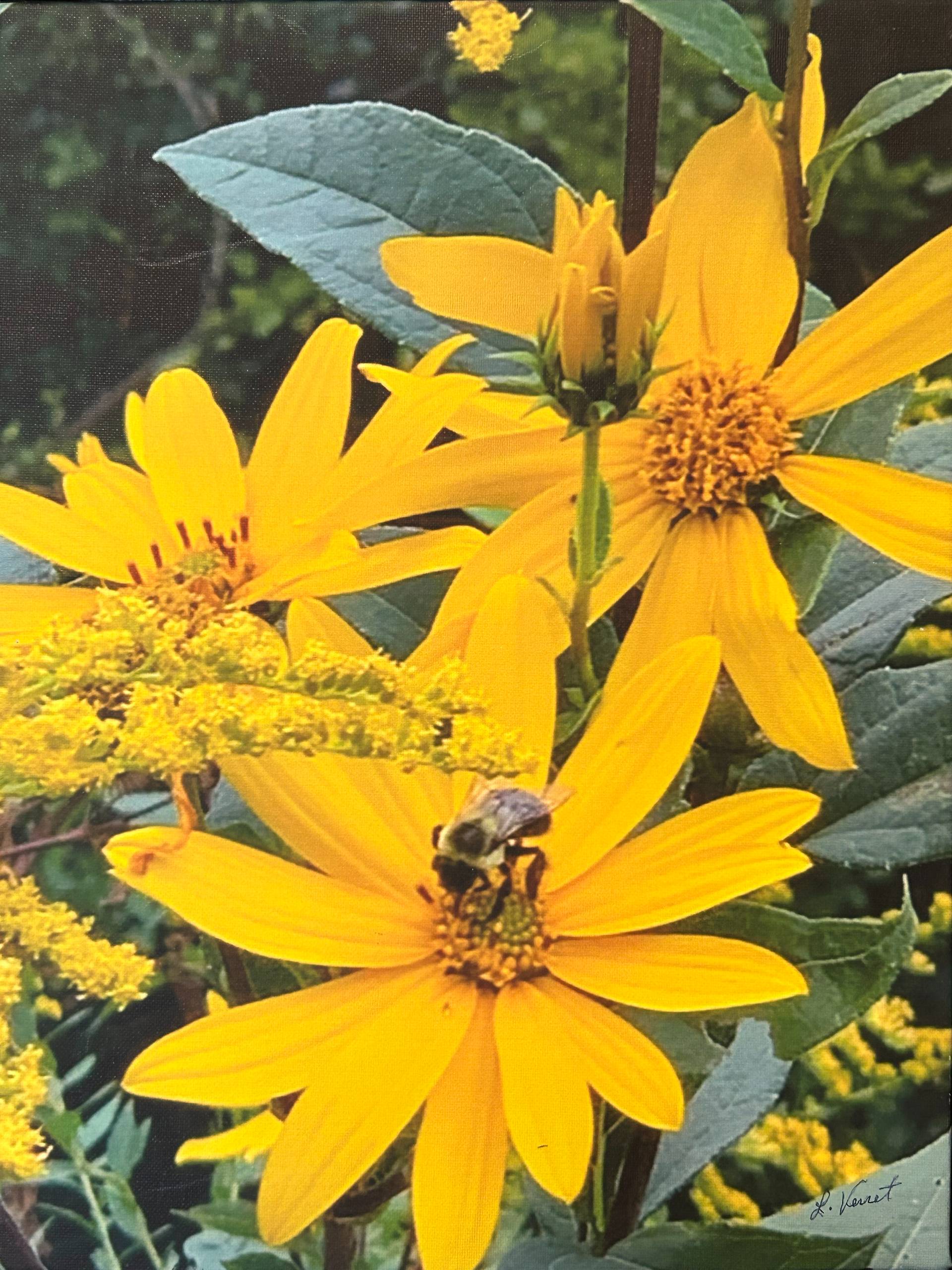 Bumble bee on yellow flowers